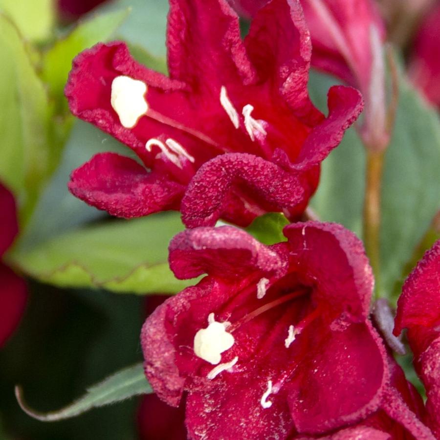 Weigela Maroon Swoon™