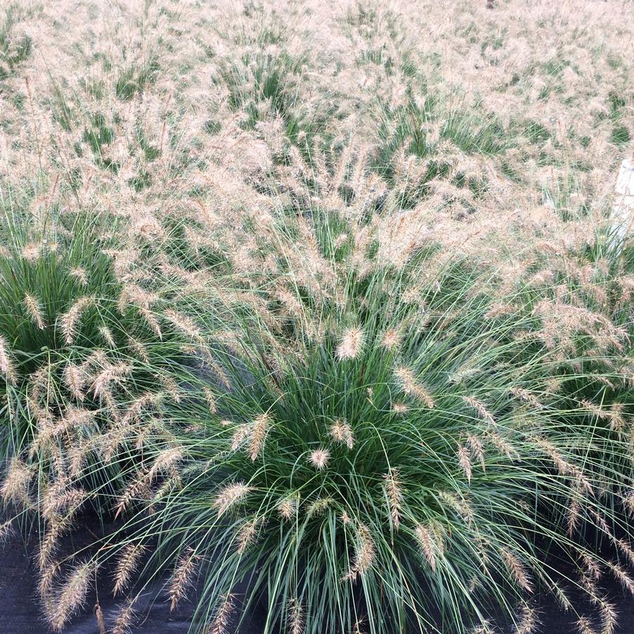 Pennisetum alopecuroides 'Piglet'