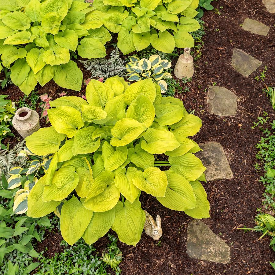 Hosta Shadowland® 'Coast to Coast'