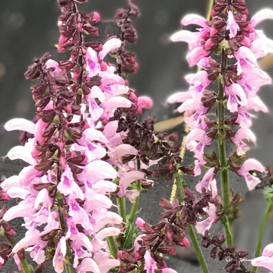 Salvia Fashionista™ 'Ballerina Pink'