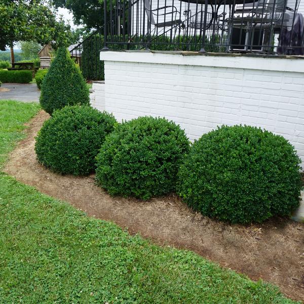 Buxus sempervirens 'Buddy' Buddy Boxwood from Saunders Brothers Inc