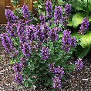 Agastache hybrid POQUITO™ Dark Blue