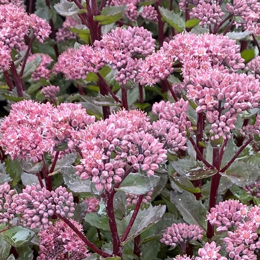 Sedum telephium 'Double Martini'