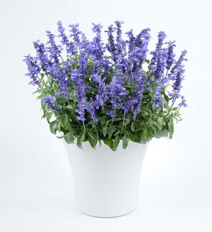 Salvia farinacea SALLYFUN™ Deep Ocean