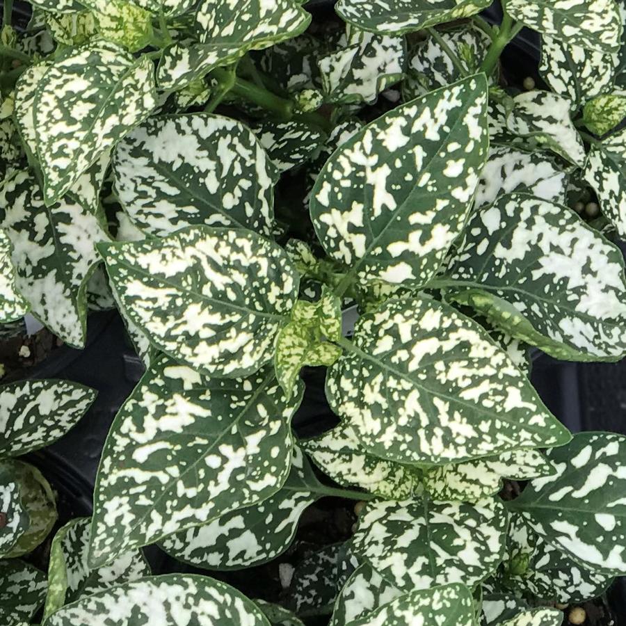 Hypoestes phyllostachya Hippo® White