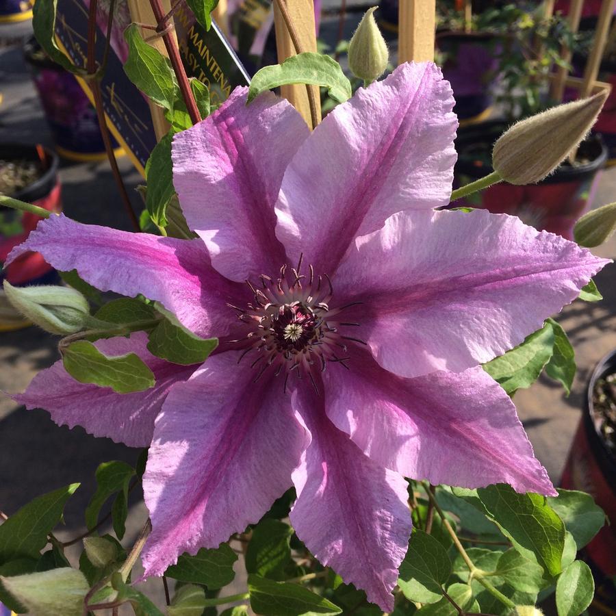 Clematis Cherokee™