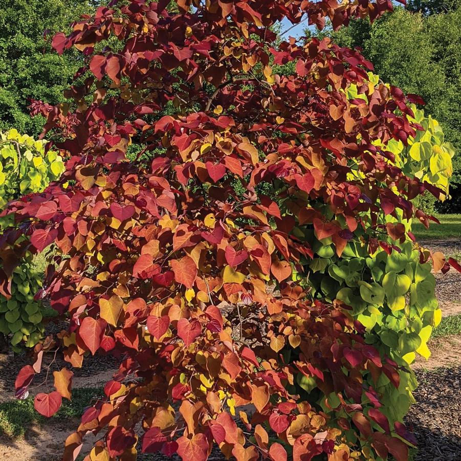 Cercis canadensis Flame Thrower®