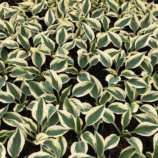 Hosta 'Blue Ivory'