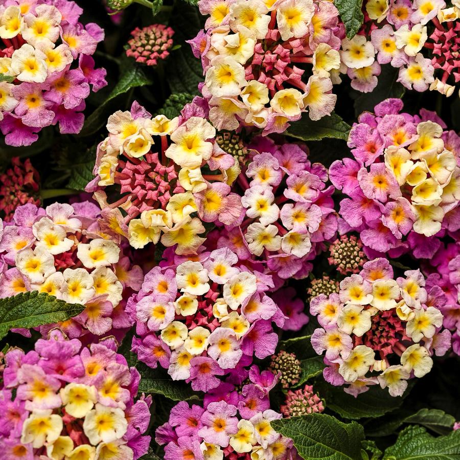 Lantana camara Luscious® Pinkberry Blend™ Lantana