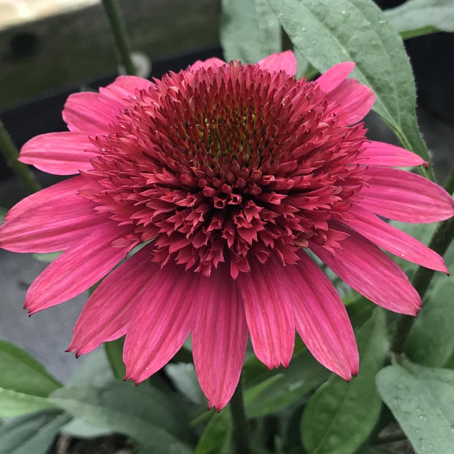 Echinacea 'Giddy Pink'