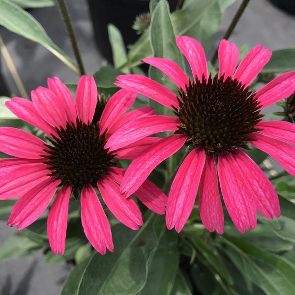 Echinacea Dark Shadows™ Wicked