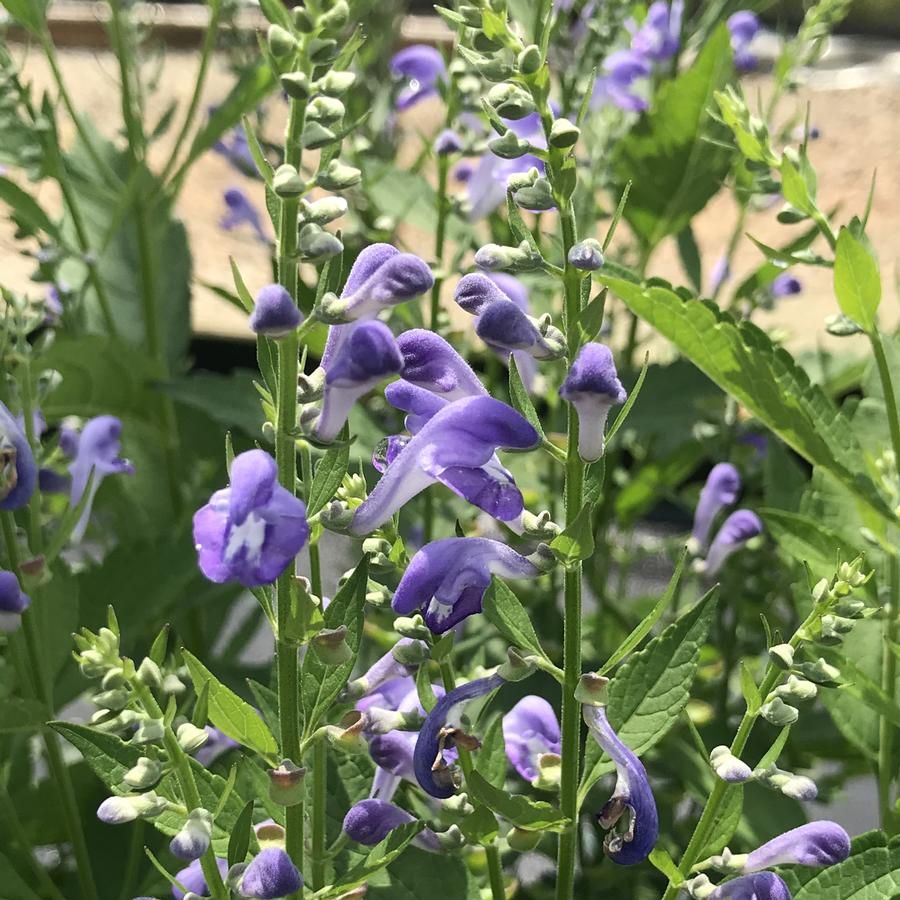 Scutellaria incana 