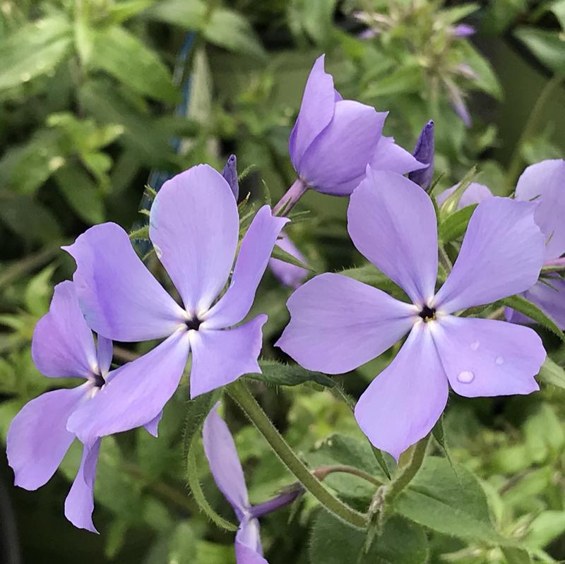 Phlox divaricata 'Blue Moon'