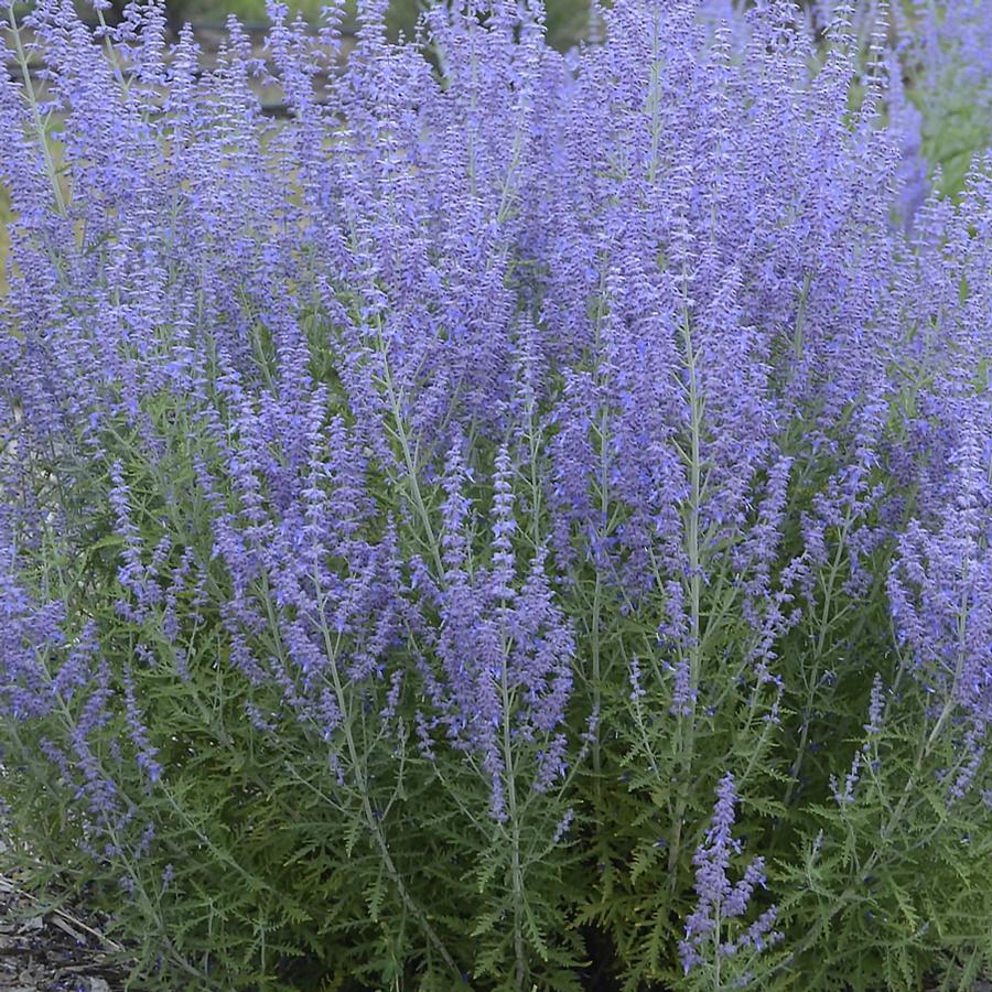 Perovskia atriplicifolia 'Blue Jean Baby'