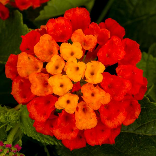 Lantana camara Hot Blooded® Red