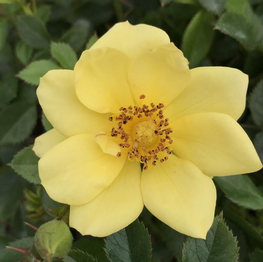 Rose Oso Easy® Lemon Zest PP26914