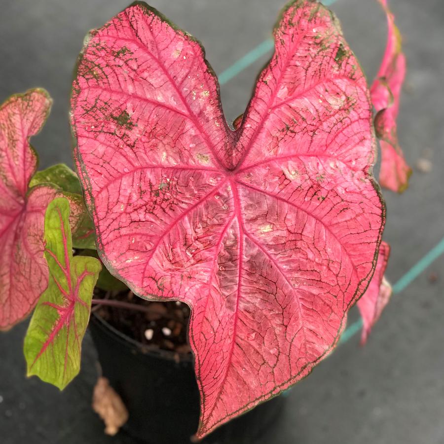 Caladium Fannie Munson