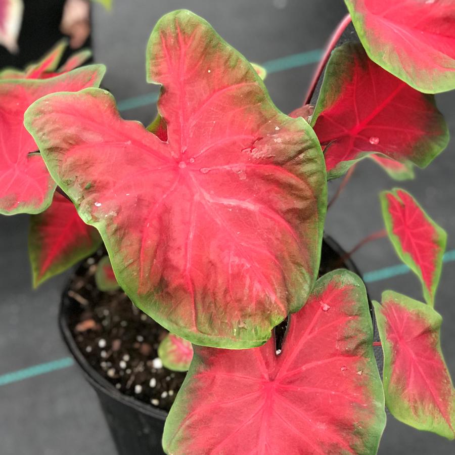 Caladium Freida Hemple