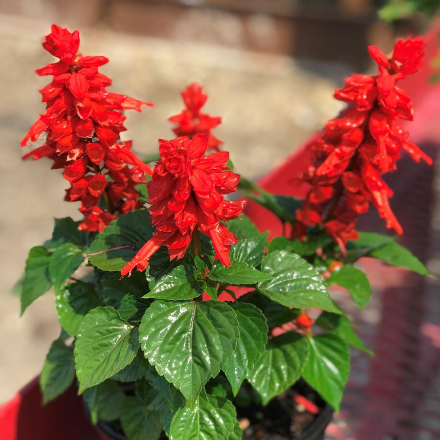 Salvia spendens Mojave™ Red