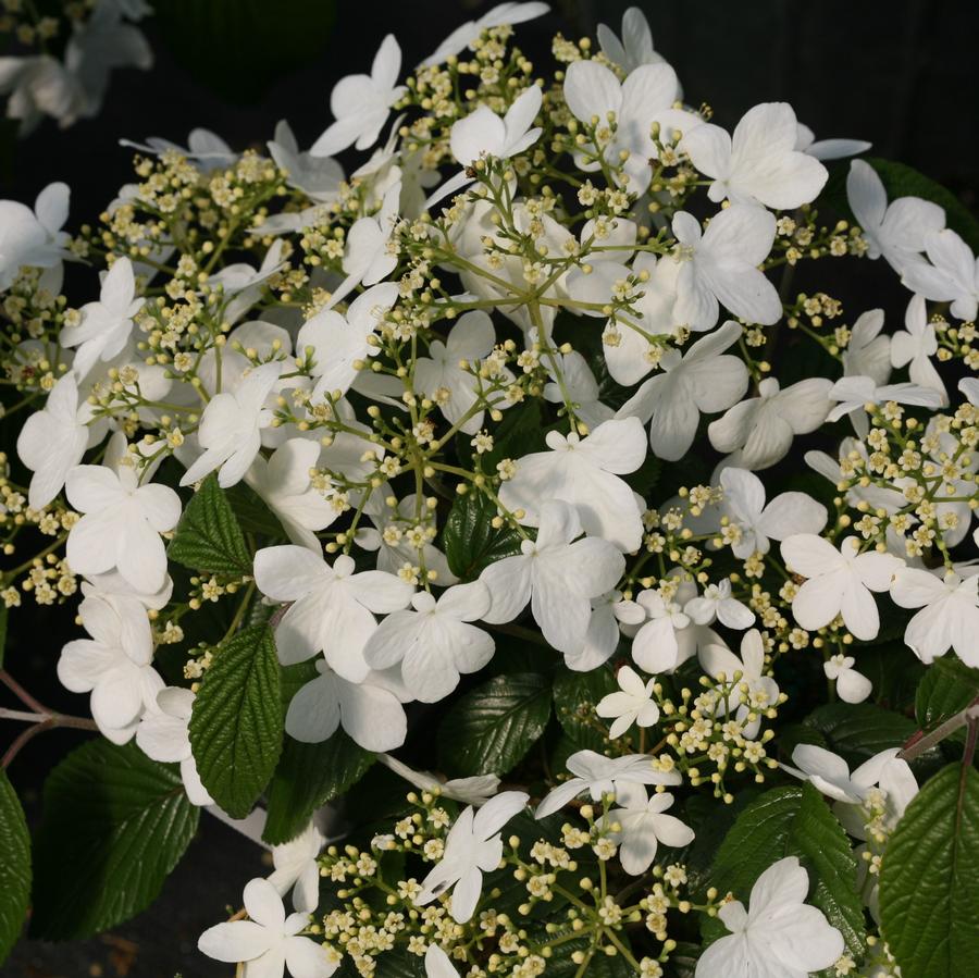 Viburnum plicatum var. tomentosum Wabi-Sabi® PP29553