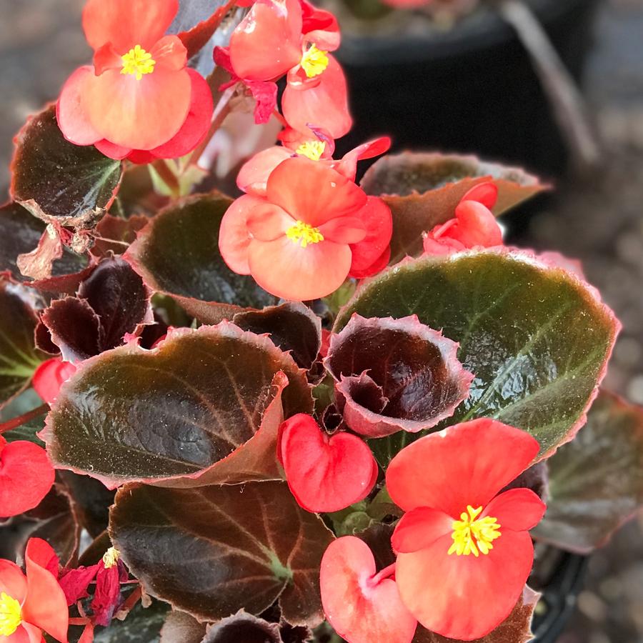 Begonia Nightlife Red