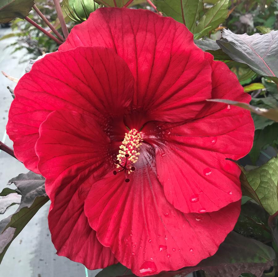 Hibiscus 'Midnight Marvel'