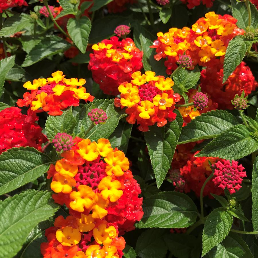 Lantana Luscious® Citrus Blend™