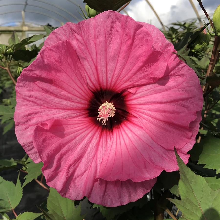 Hibiscus Summerific® Candy Crush