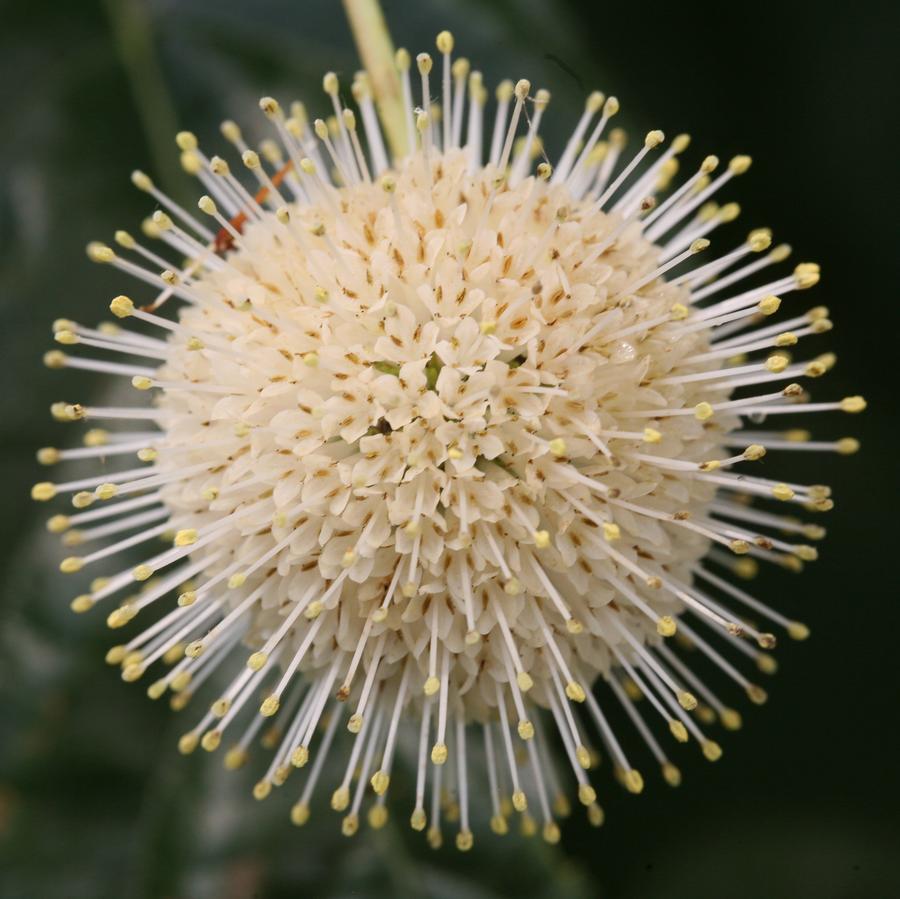 Cephalanthus occidentalis Sugar Shack®