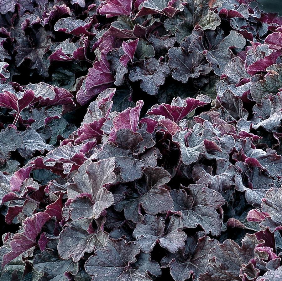 Heuchera hybrid GRANDE™ 'Black'