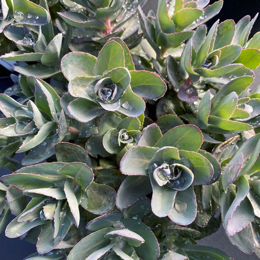 Sedum telephium 'Conga Line'