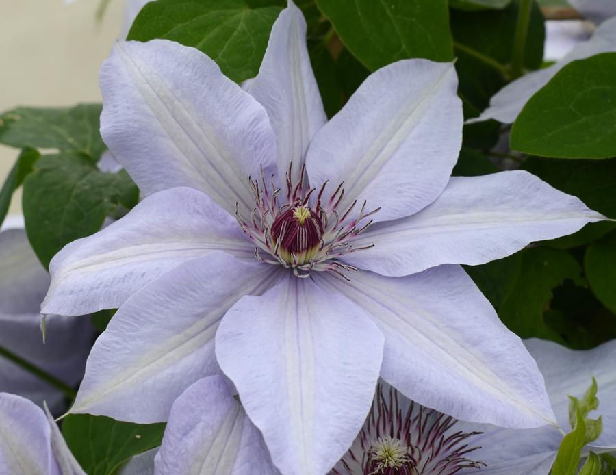 Clematis Bernadine™