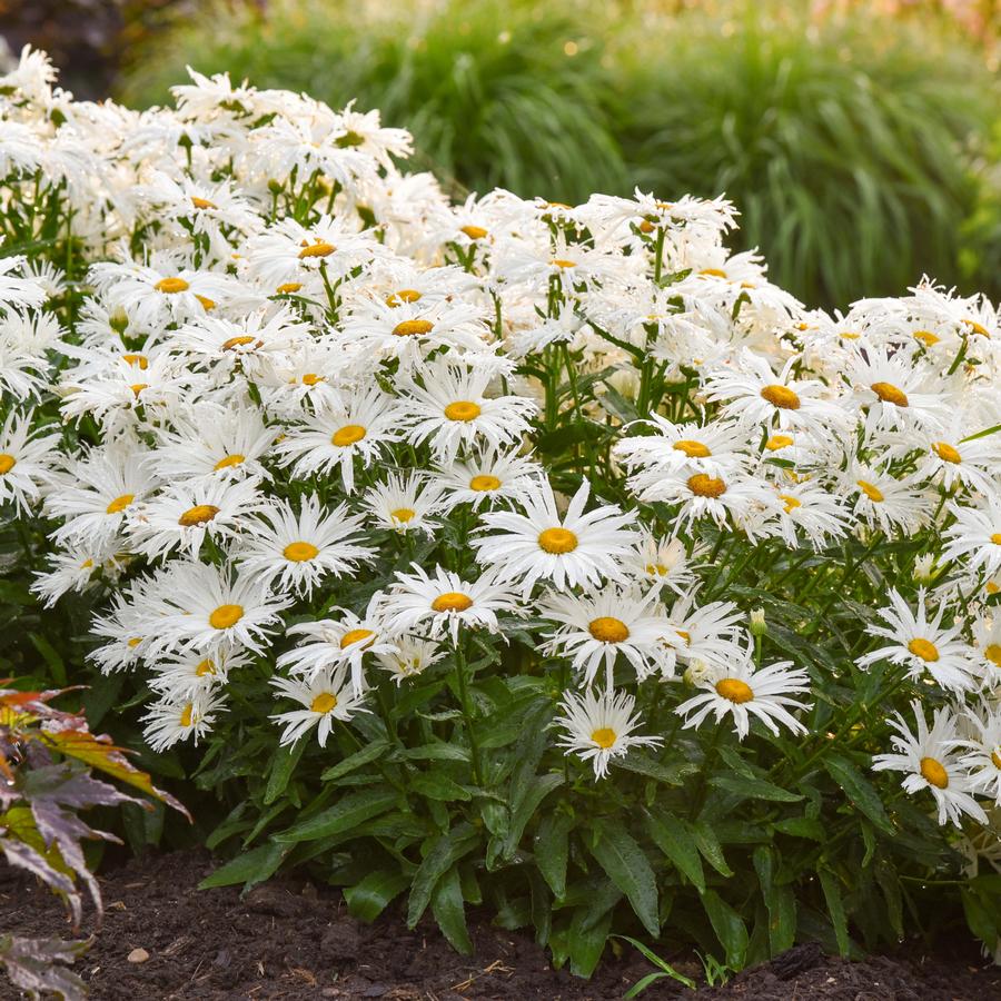 Leucanthemum superbum 'Spun Silk'