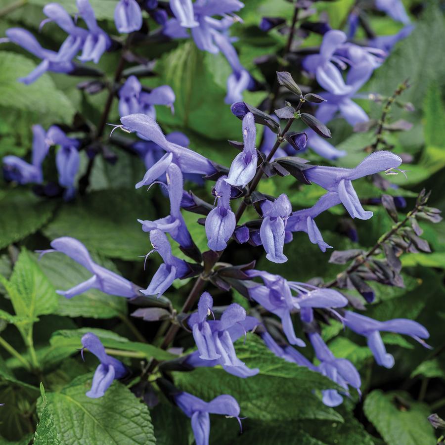 Salvia hybrid Rockin'® Blue Suede Shoes™