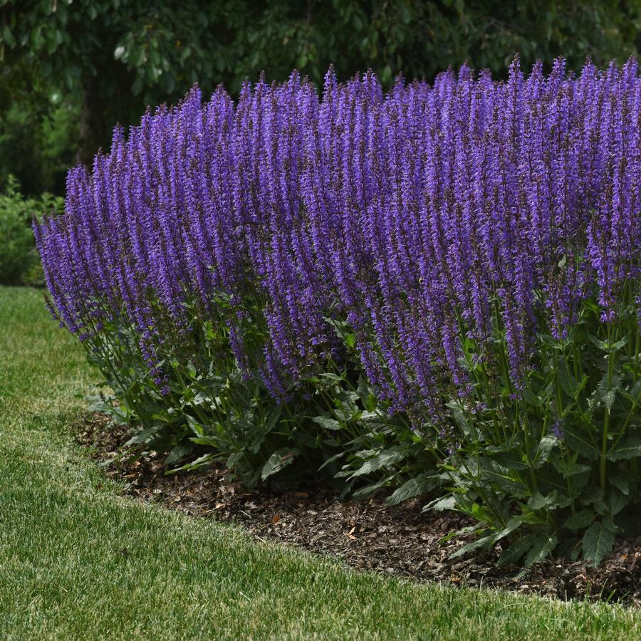 Salvia nemorosa 'Blue by You'