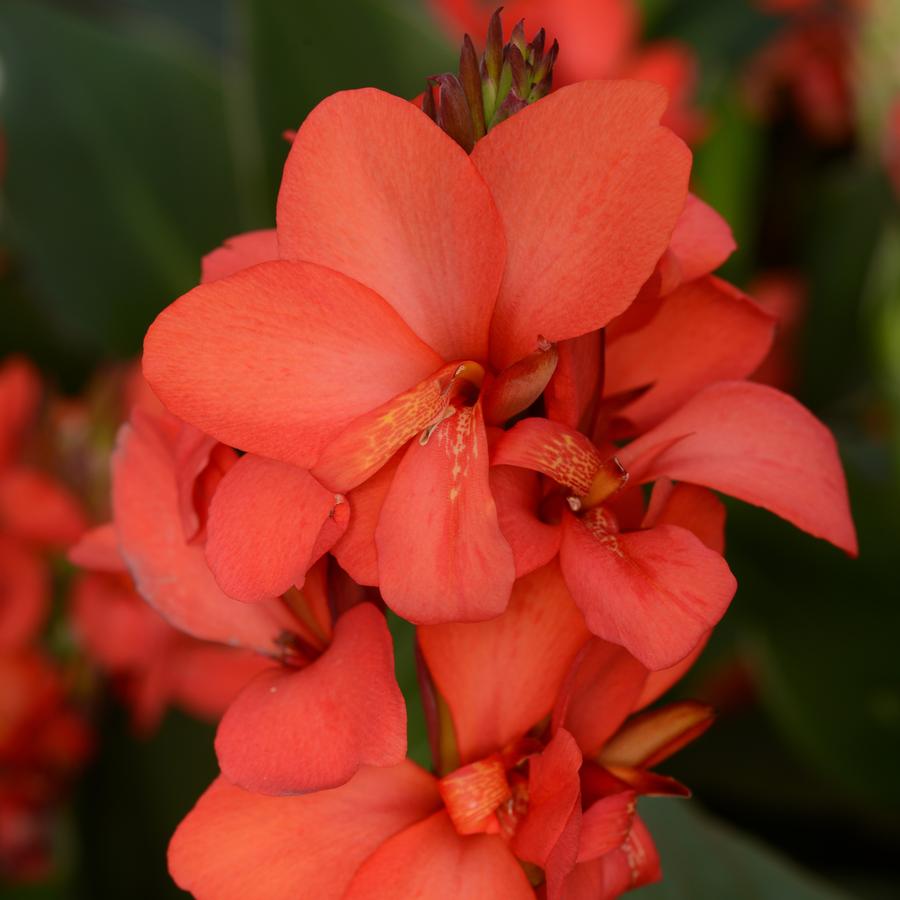 Canna Cannova® Red