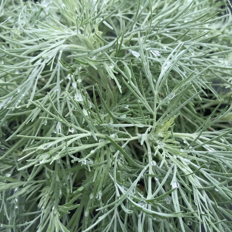 Artemesia Makana Silver