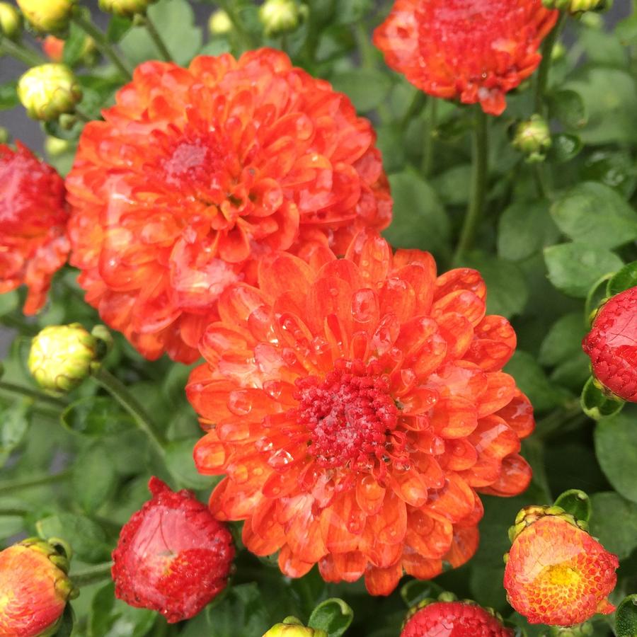 Chrysanthemum Gigi Orange