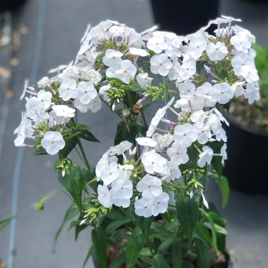 Phlox Fashionably Early Crystal