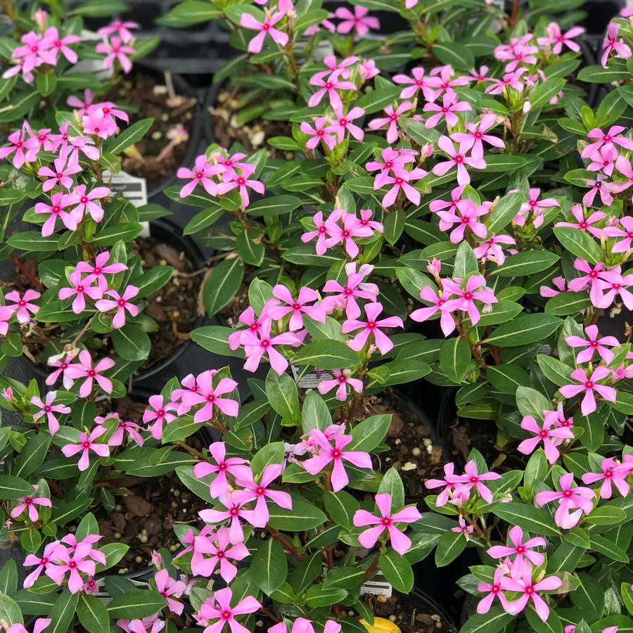 Vinca Soiree Kawaii® Light Purple