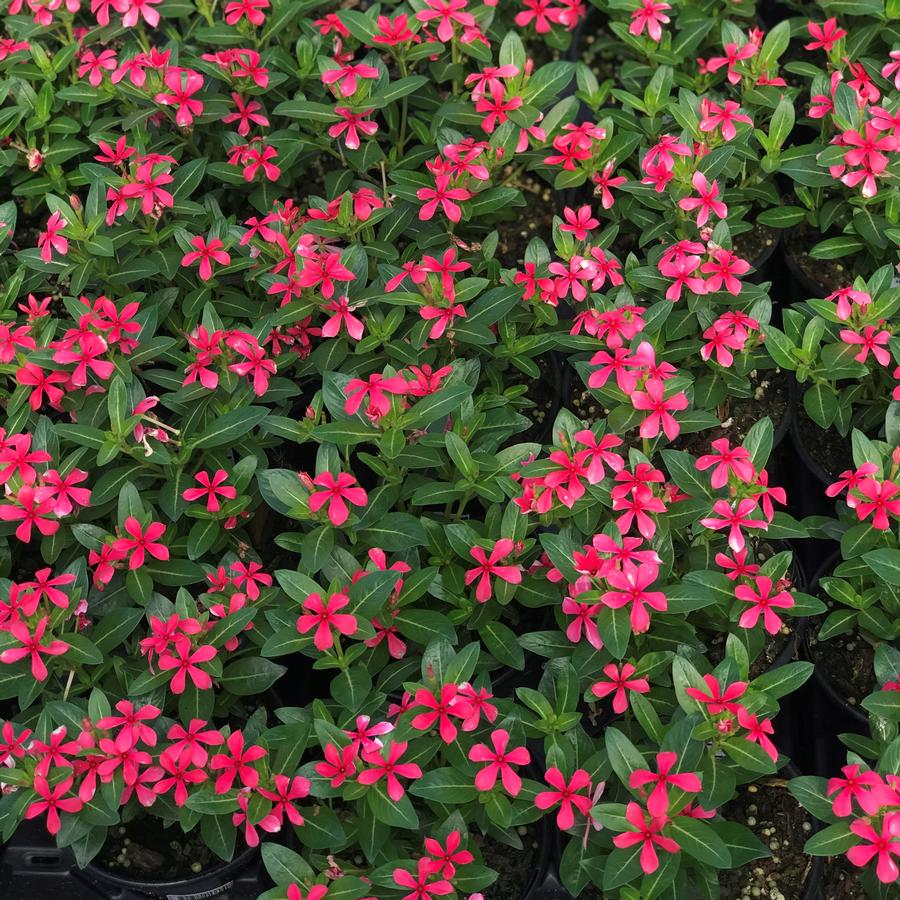 Vinca Soiree Kawaii® Red from Saunders Brothers Inc