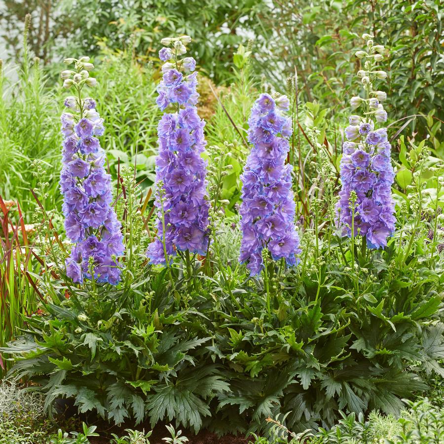 Delphinium Delgenius™ Shelby