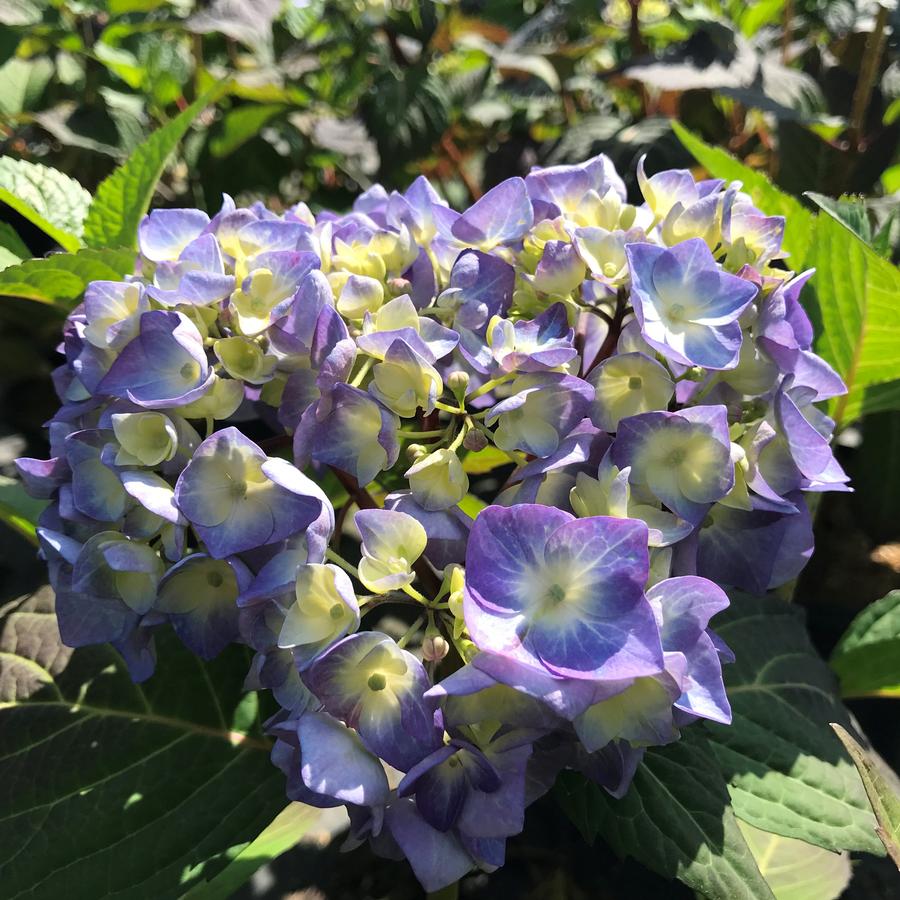 Hydrangea macrophylla Rock-n-Roll™