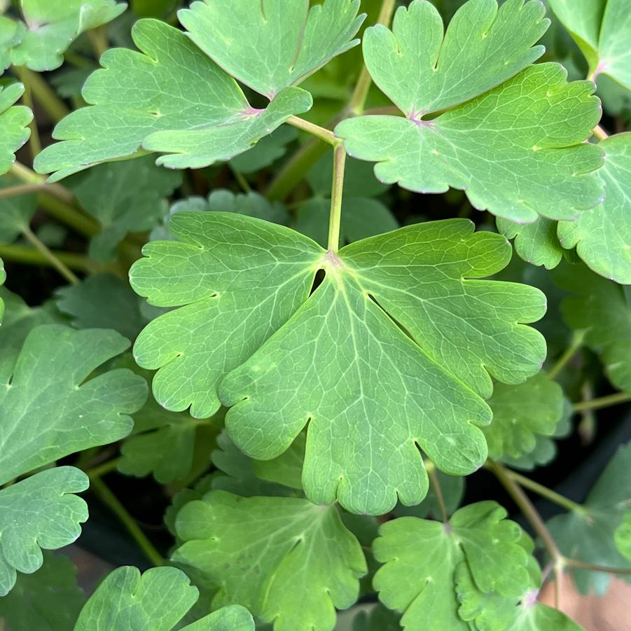 Aquilegia canadensis 