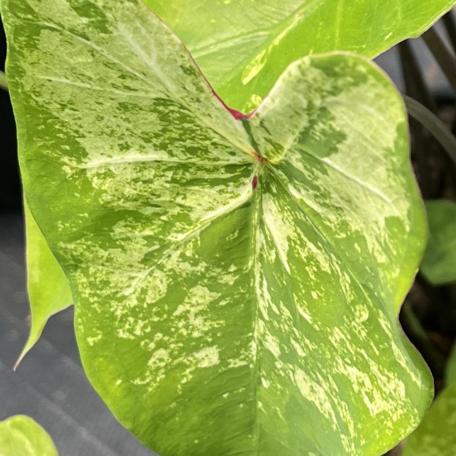 Caladium Frog in a Blender