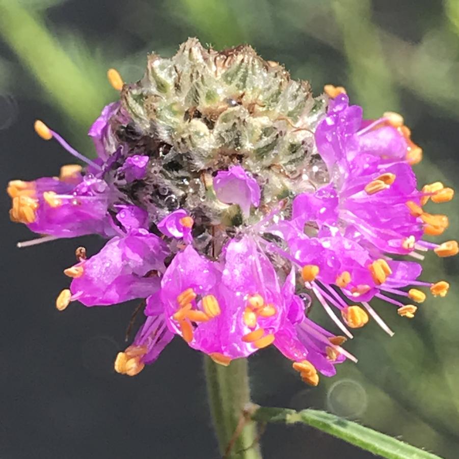 Dalea purpurea