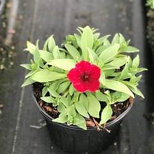 Petunia Easy Wave® Red Velour