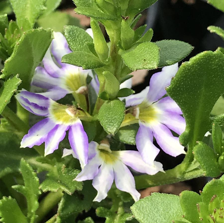 Scaevola Whirlwind® Starlight™