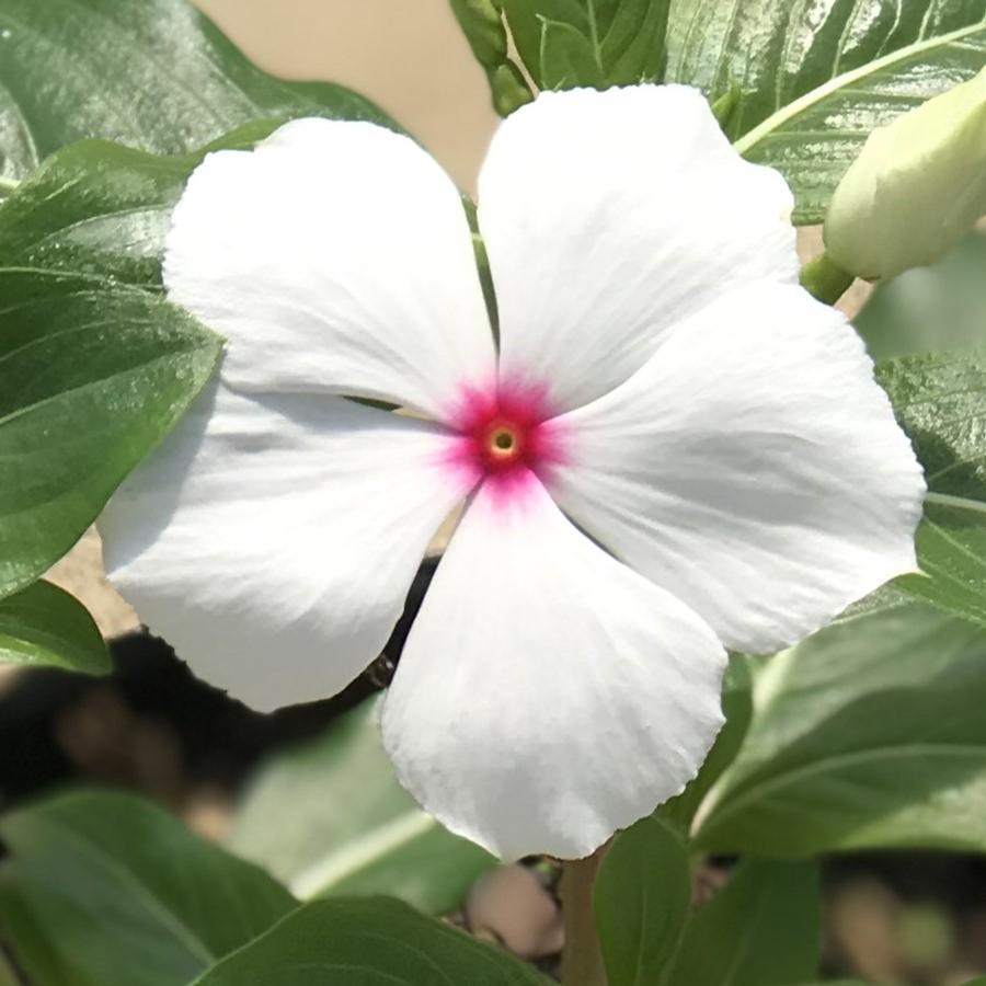 Vinca Cora® XDR Polka Dot