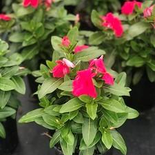 Vinca Cora® XDR Punch